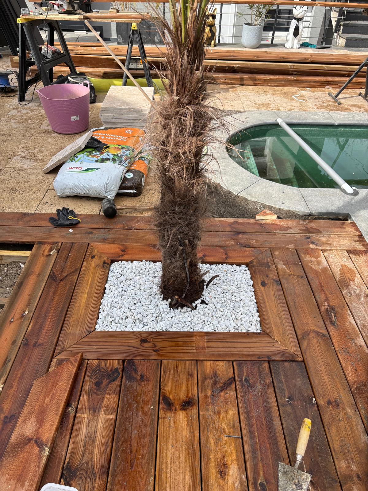 Terrasse implantation palmier — photo 3